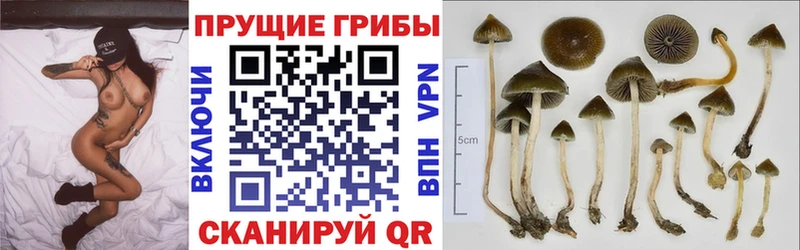 Купить закладки  Исилькуль  Галлюциногенные грибы Magic Shrooms 